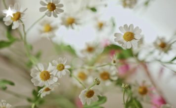 Roman “New” Zahrádka: Genialita léčitelství spočívá někdy ve zdánlivé jednoduchosti