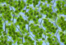 Rostliny dokážou myslet a vnímat.. – Dokument CZ HD (2020)